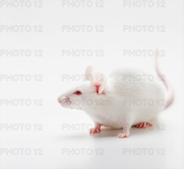 White mouse on white background, studio shot.