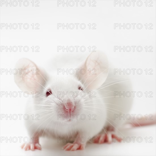 White mouse on white background, studio shot.