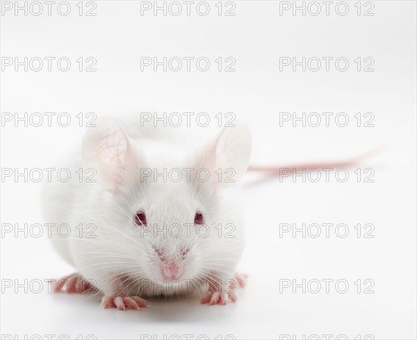 White mouse on white background, studio shot.