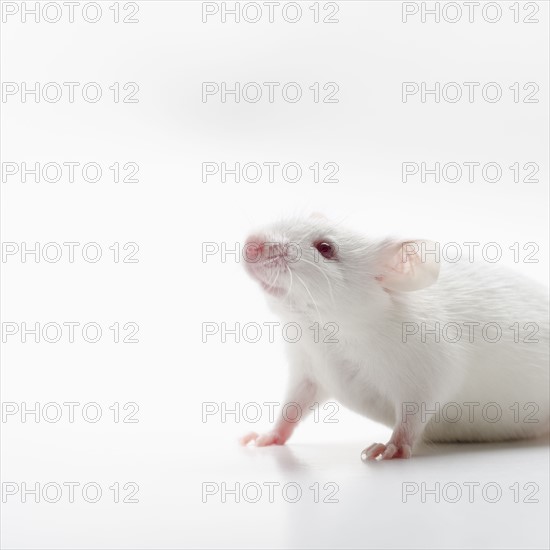 White mouse on white background, studio shot.