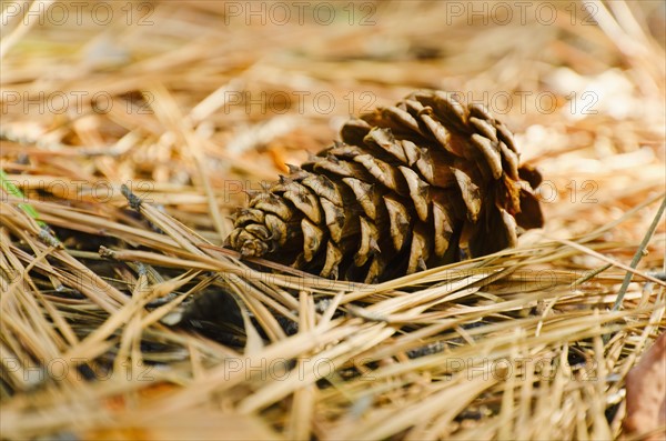 Pine cone.