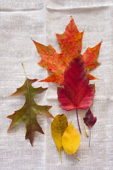 Studio shot of autumn leaves.