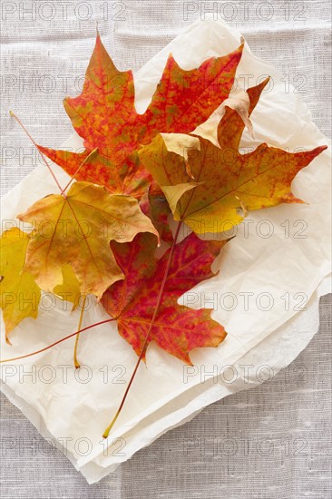 Studio shot of autumn leaves.