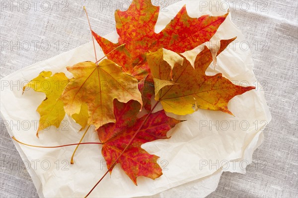 Studio shot of autumn leaves.