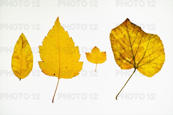 Yellow autumn leaves, studio shot.