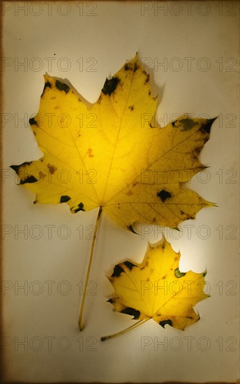 Autumn leaves, studio shot.