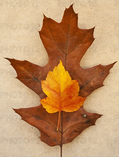 Autumn leaves, studio shot.