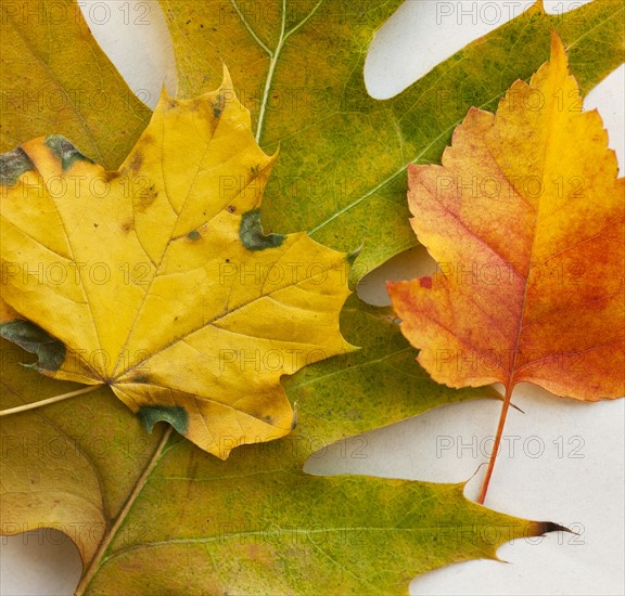 Autumn leaves, studio shot.