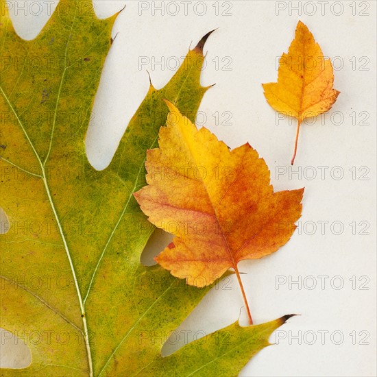 Autumn leaves, studio shot.