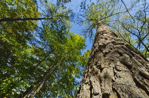 USA, Georgia, Stone Mountain, Low angle view of pine tree in forest.