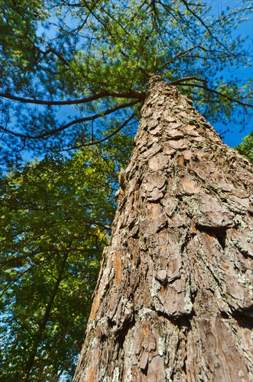 USA, Georgia, Stone Mountain, Low angle view of pine tree in forest.