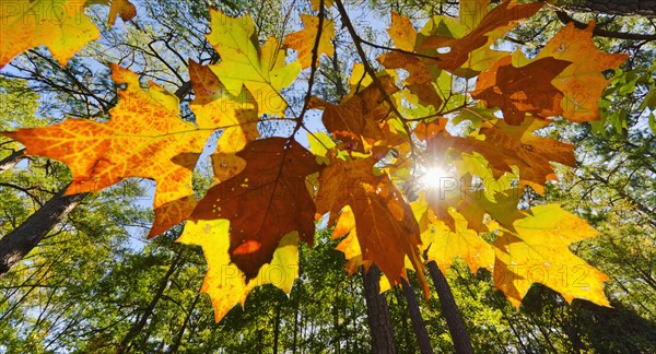 Stone Mountain, Autumn leaves.