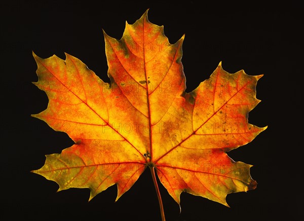 Studio shot of maple leaf.