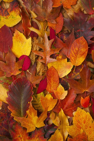 Studio shot of autumn leaves.