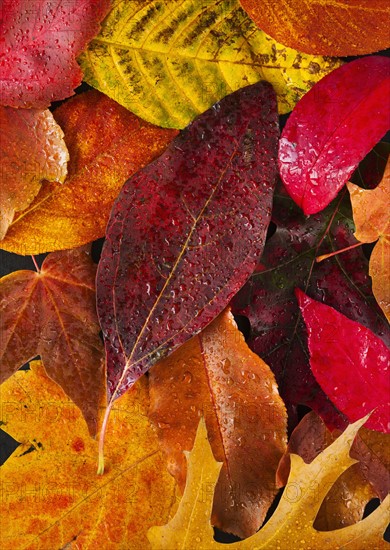 Studio shot of autumn leaves.