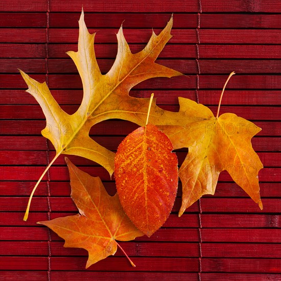 Studio shot of autumn leaves.