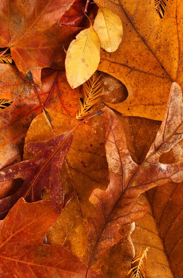 Studio shot of autumn leaves.