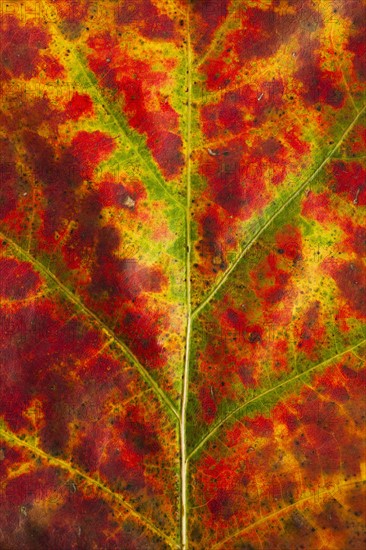 Close-up of autumn leaf.