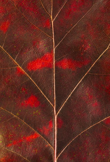 Close-up of autumn leaf.