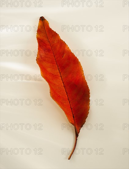 Studio shot of autumn leaf.