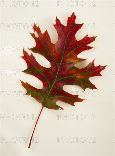 Studio shot of autumn leaf.