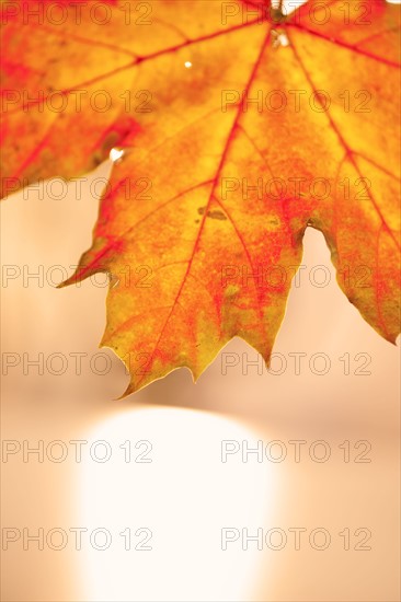 Studio shot of maple leaf.