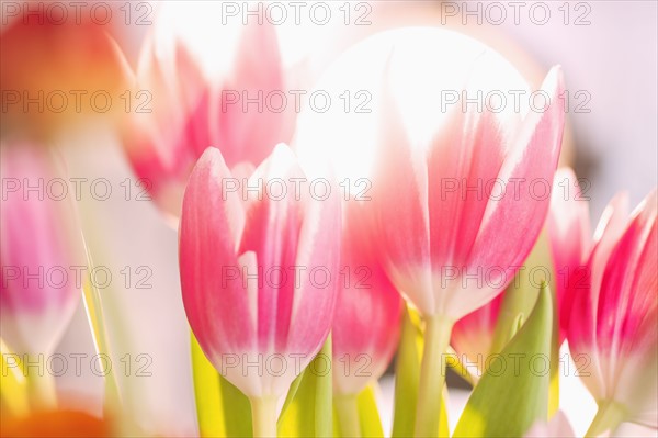 Studio shot of pink tulips.