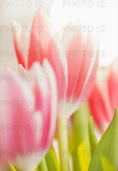 Studio shot of pink tulips.