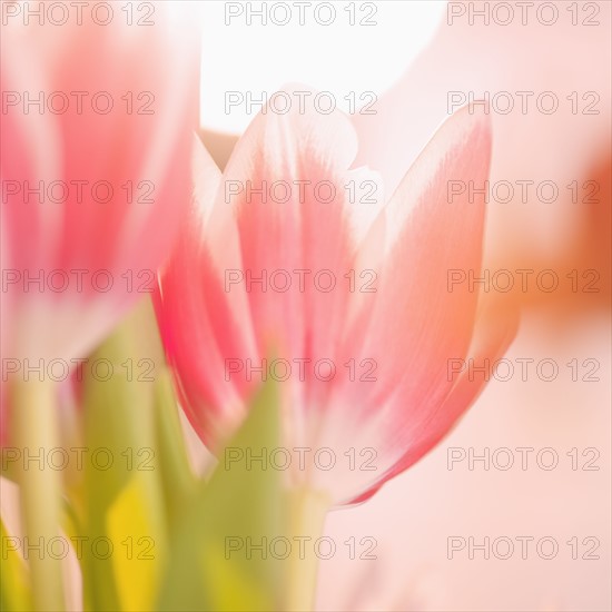Studio shot of pink tulips.