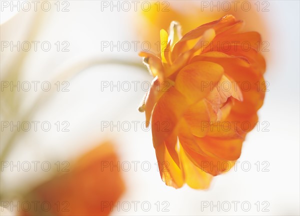 Studio shot of orange Ranunculus.