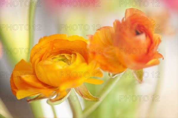 Studio shot of orange Ranunculus.