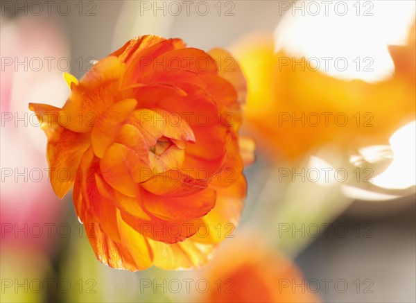 Studio shot of orange Ranunculus.