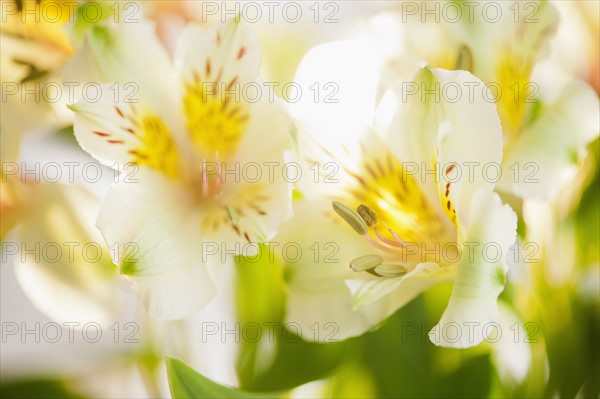 Studio shot of white Alstroe Meria.