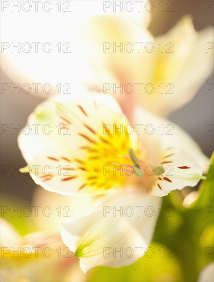 Studio shot of white Alstroe Meria.