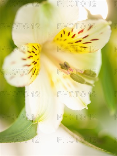 Studio shot of white Alstroe Meria.