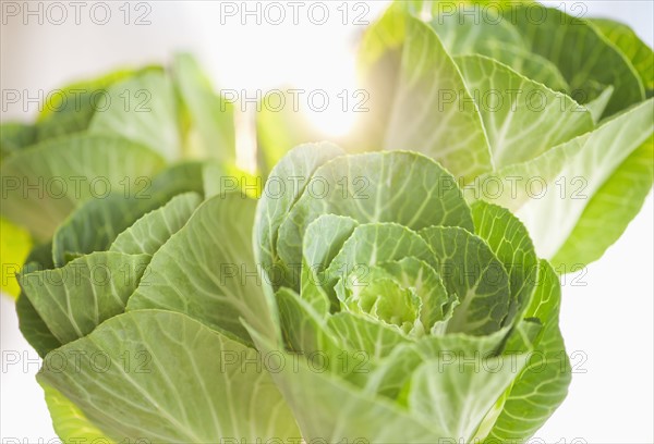 Studio shot of Brassica Oleracea.