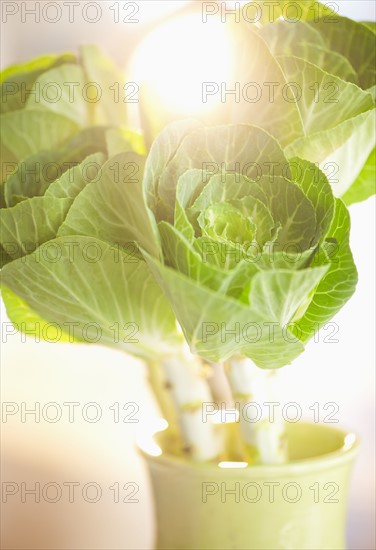 Studio shot of Brassica Oleracea.