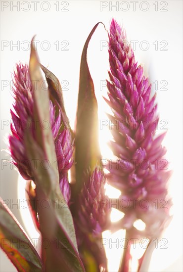 Studio shot of purple Eremurus.