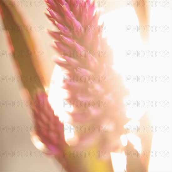 Studio shot of purple Eremurus.