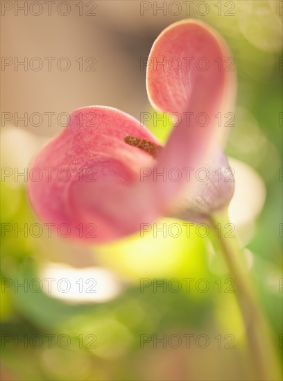 Calla Lily.