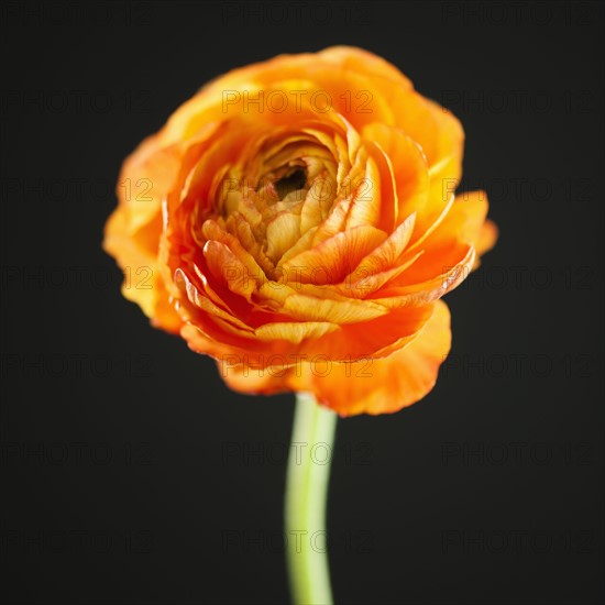 Studio shot of orange Ranunculus.