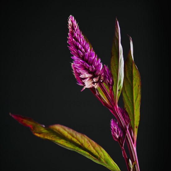 Studio shot of purple Eremurus.