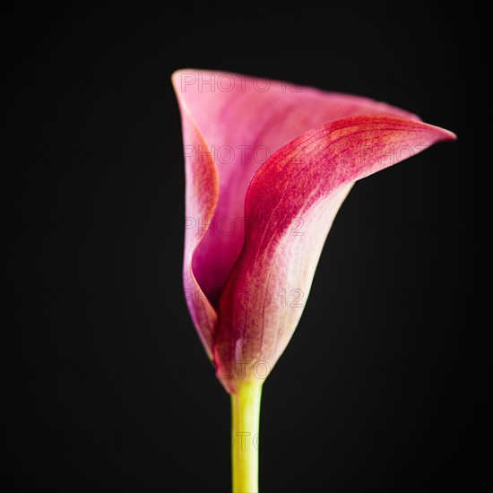 Studio shot of Calla lily.