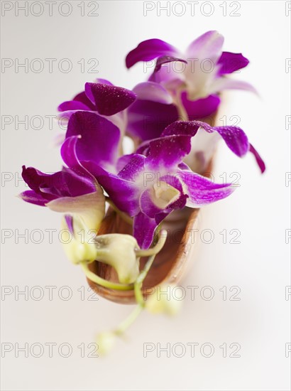 Studio shot of purple Orchid.