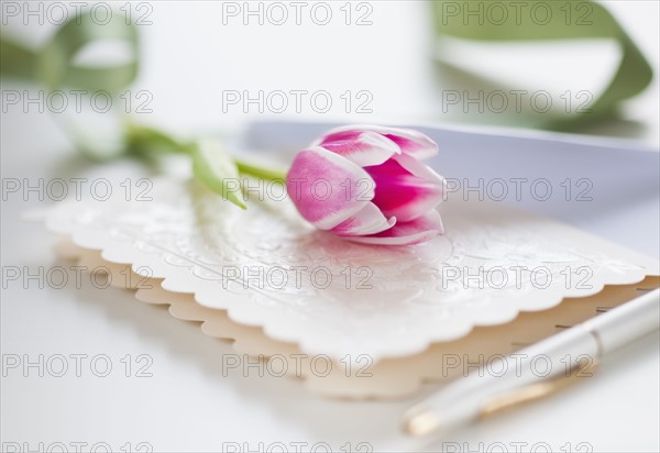 Studio shot of pink tulip on greeting card.
