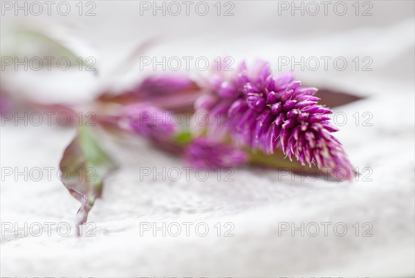 Studio shot of purple Eremurus.