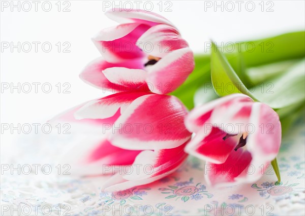 Studio shot of bunch of pink tulips.