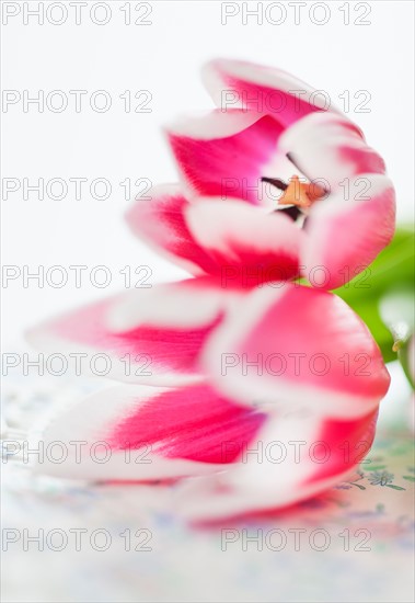 Close-up of pink tulips.