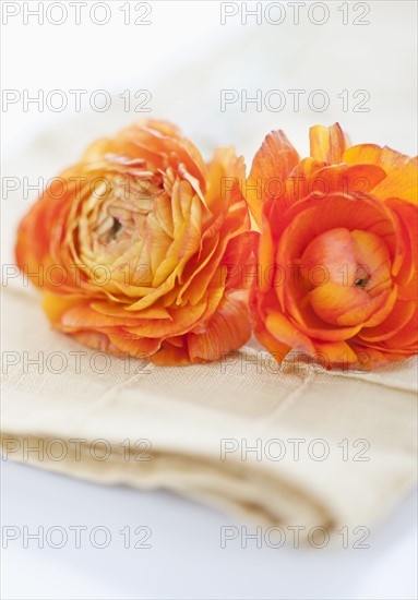 Studio shot of orange Ranunculus on napkin.