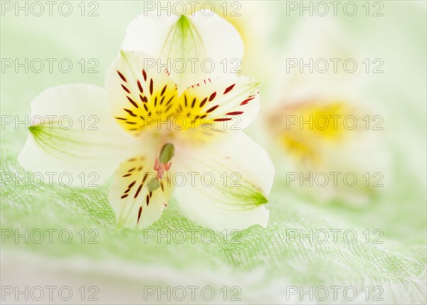 Studio shot of white Alstroe Meria.